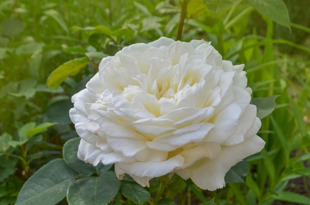 Primer plano de una hermosa flor rosa blanca Hermosa rosa blanca en el jardín