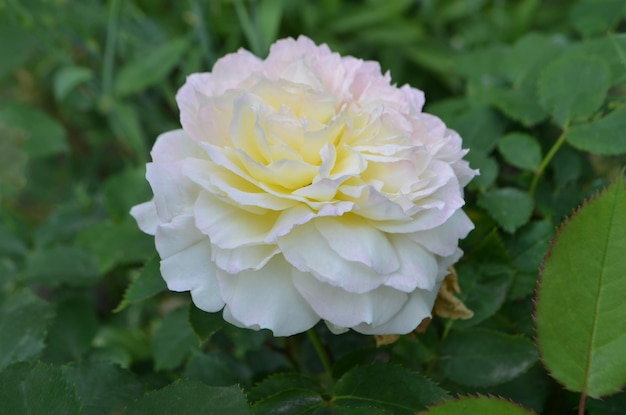 Primer plano de una hermosa flor rosa blanca Hermosa rosa blanca en el jardín