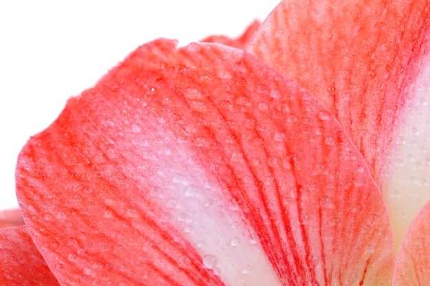 Primer plano de una hermosa flor rosa en una escena blanca