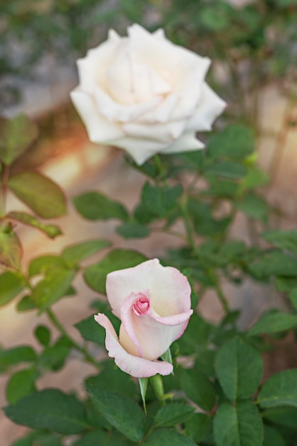 Primer plano de una hermosa flor de rosa fresca en un jardín verde
