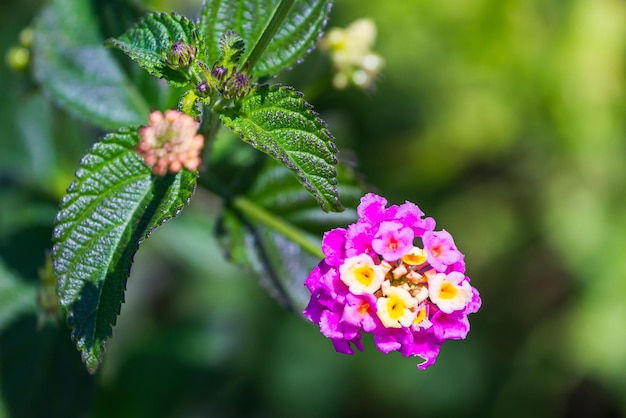 Primer plano hermosa flor rosa fresca sobre un fondo de hierba verde crece en una vista superior del jardín de la casa Flores de jardín con flores