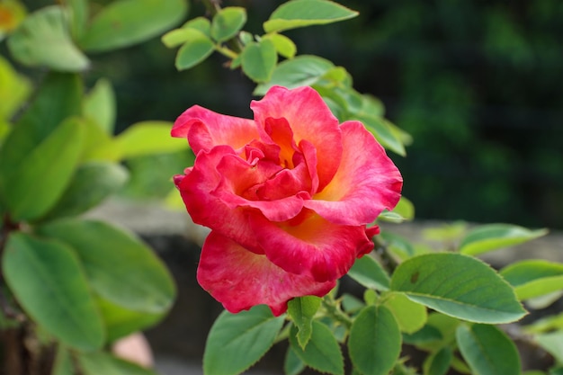 Primer plano de una hermosa flor rosa en el jardín