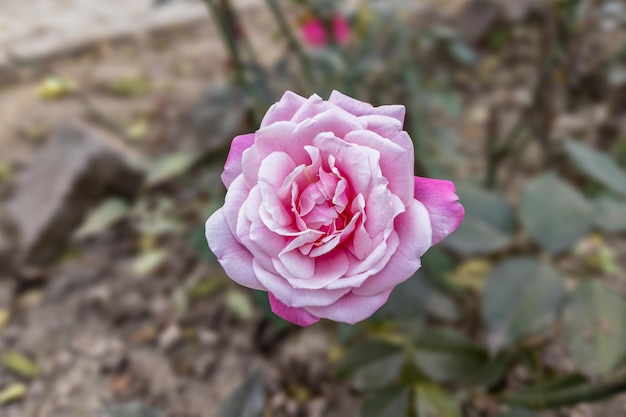 Primer plano de una hermosa flor rosa en el jardín