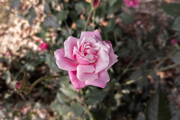 Primer plano de una hermosa flor rosa en el jardín