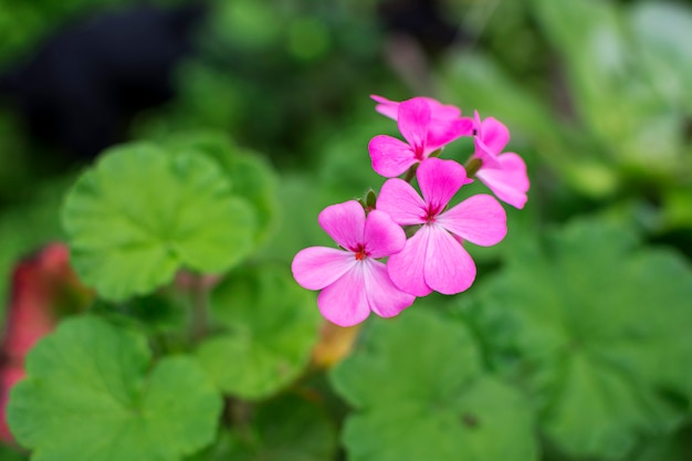 Primer plano de una hermosa flor rosa que florece en primavera con la naturaleza verde alrededor