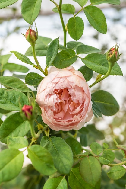 Primer plano de una hermosa flor rosa rosa fresca en un jardín verde