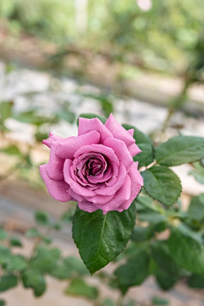 Primer plano de una hermosa flor rosa rosa fresca en un jardín verde