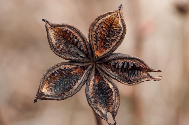 Primer plano de hermosa flor seca Planta seca de tendencia en otoño Cartel para interior Fondo de otoño