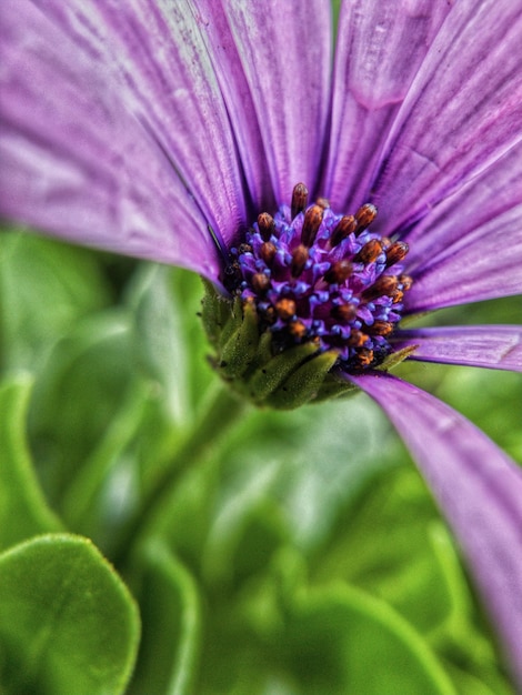 Primer plano de una hermosa flor silvestre violeta