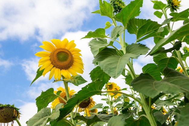 Foto primer plano de la hermosa flor del sol