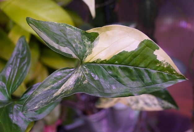 Foto un primer plano de la hermosa hoja variada de syngonium aurea