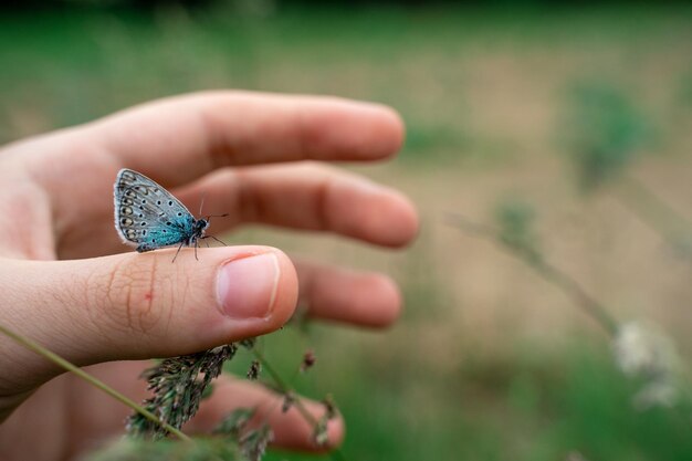Foto primer plano de una hermosa mariposa azul sentada en un dedo
