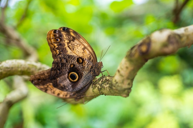 Primer plano de una hermosa mariposa tropical marrón y azul en el jardín botánico de praga europa