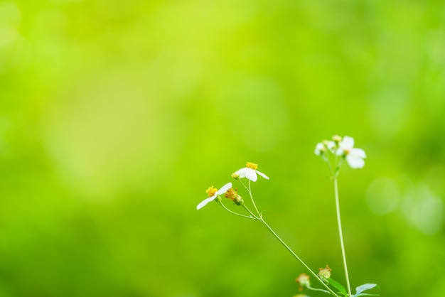 Primer plano de una hermosa mini flor blanca con polen amarillo bajo la luz del sol con espacio de copia usando como fondo verde plantas naturales paisaje ecología papel tapiz concepto de página