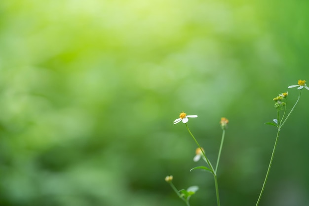 Primer plano de una hermosa mini flor blanca con polen amarillo bajo la luz del sol con espacio de copia usando como fondo verde plantas naturales paisaje ecología papel tapiz concepto de página