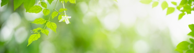 Primer plano de la hermosa naturaleza vista hoja verde y flor blanca sobre fondo verde borroso en jardín con espacio de copia utilizando como concepto de portada de fondo.