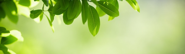 Primer plano de la hermosa naturaleza vista hoja verde sobre fondo verde borroso en el jardín con espacio de copia utilizando como concepto de portada de fondo.