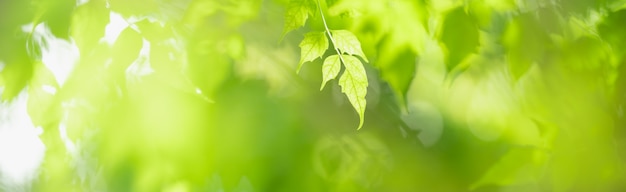 Primer plano de la hermosa naturaleza vista hoja verde sobre vegetación borrosa bajo el fondo de la luz del sol en el jardín con espacio de copia utilizando como concepto de portada de fondo.