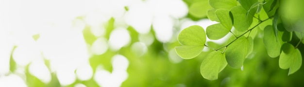 Primer plano de la hermosa naturaleza vista hoja verde sobre vegetación borrosa bajo la luz del sol de fondo