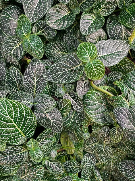 Foto primer plano de una hermosa planta de césped