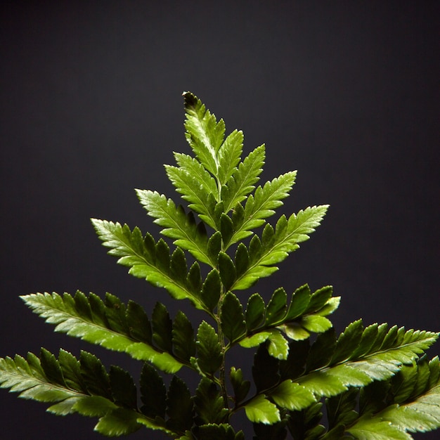 Primer plano de una hermosa rama verde hojas de helecho alrededor de un fondo negro con espacio para texto. Disposición natural. Endecha plana