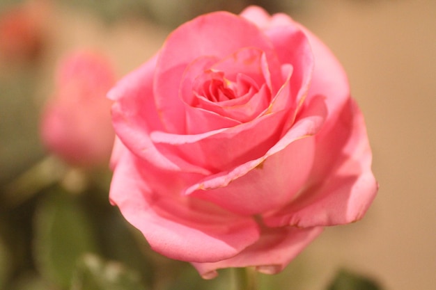 Foto un primer plano de la hermosa rosa en flor