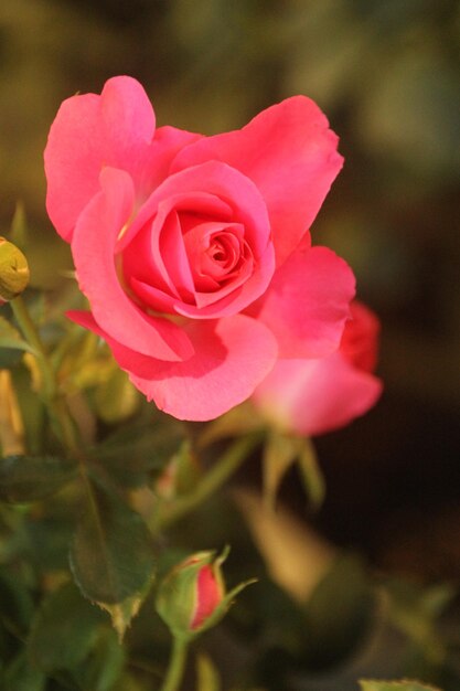 Foto un primer plano de la hermosa rosa en flor