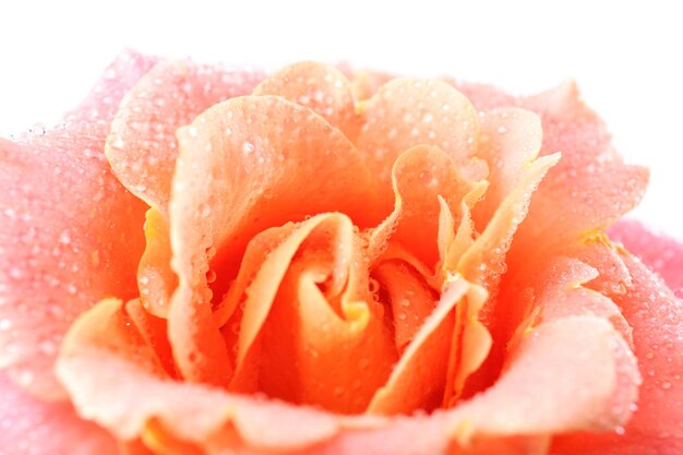 Primer plano de hermosa rosa naranja