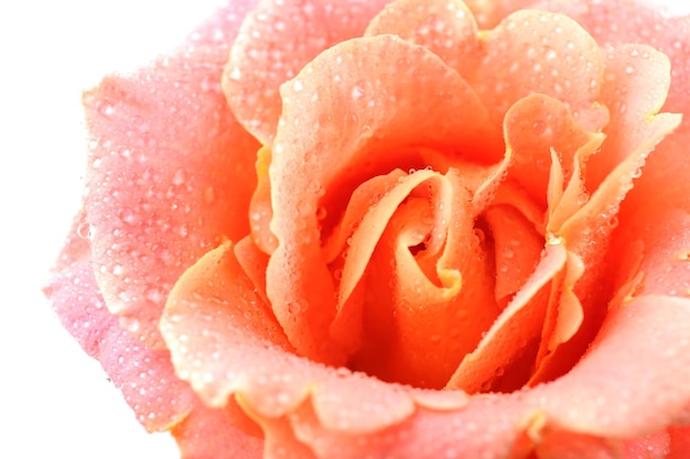 Primer plano de hermosa rosa naranja
