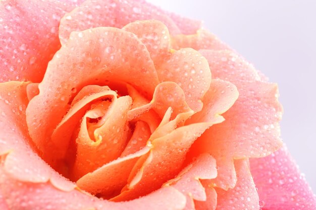 Primer plano de hermosa rosa naranja