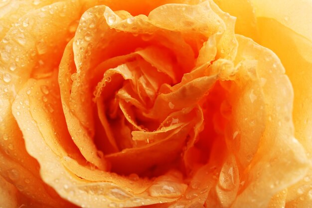 Primer plano de hermosa rosa naranja