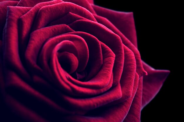 Foto primer plano de hermosa rosa roja