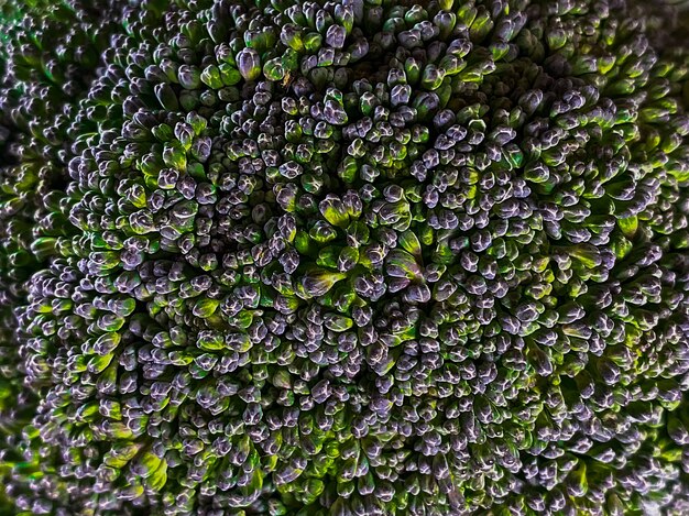 Primer plano de la hermosa textura de brócoli verde. Buena opción para un banner de comida saludable.