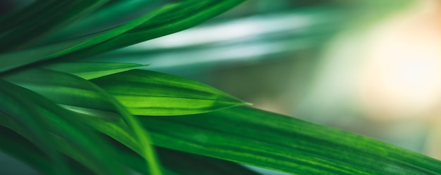 Primer plano de la hermosa vista de la naturaleza hoja verde sobre fondo verde borroso en el jardín con espacio de copia utilizando como concepto de página de portada de fondo