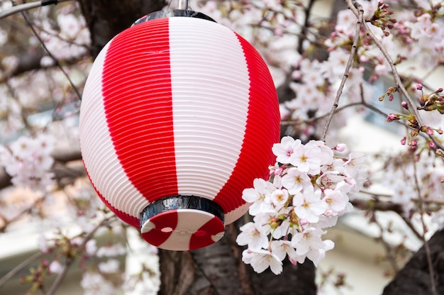 Primer plano de hermosas y delicadas flores de sakura y, detrás, una linterna de fiesta japonesa roja y blanca