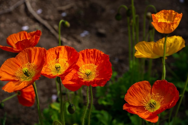 Primer plano hermosas flores de amapola en plena floración en un día soleado de primavera