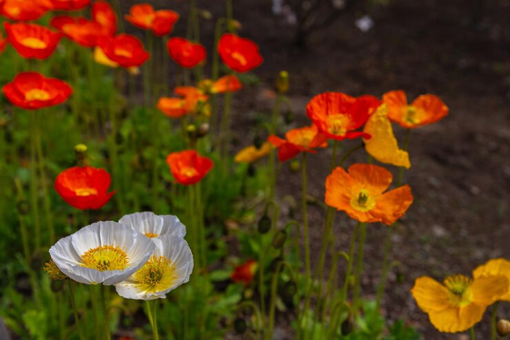 Primer plano hermosas flores de amapola en plena floración en un día soleado de primavera