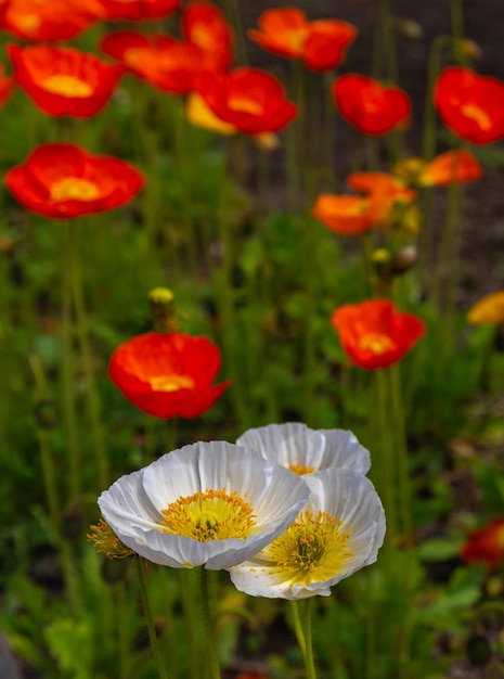 Primer plano hermosas flores de amapola en plena floración en un día soleado de primavera