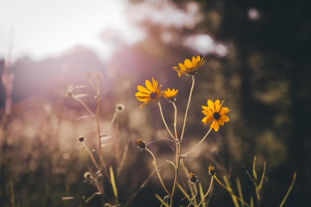 Un primer plano de hermosas flores amarillas en un campo bajo la luz del sol