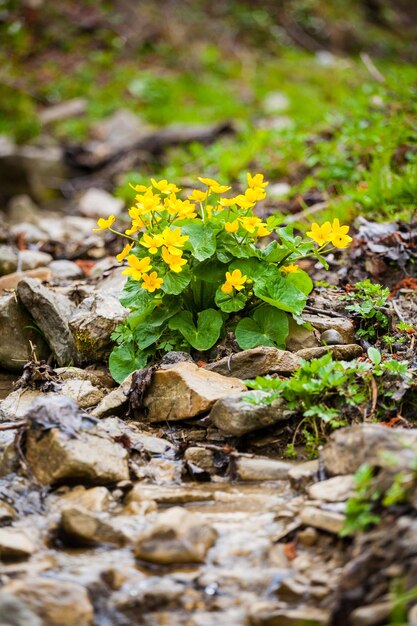 Primer plano de hermosas flores amarillas en el jardín Fondo de primavera con hermosas flores amarillas