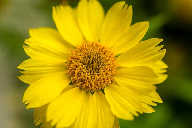 Primer plano de hermosas flores amarillas en el jardín