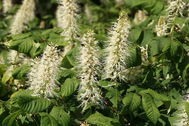 Primer plano de hermosas flores blancas de Aesculus parviflora en un jardín