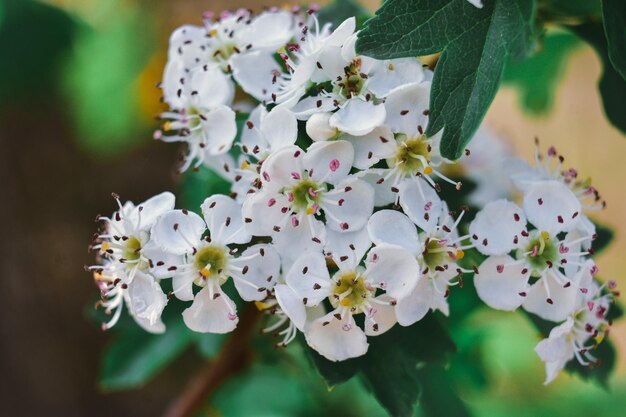 Un primer plano de las hermosas flores blancas de azarola