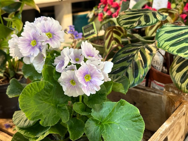 Foto un primer plano de unas hermosas flores blancas que florecen en una planta en maceta