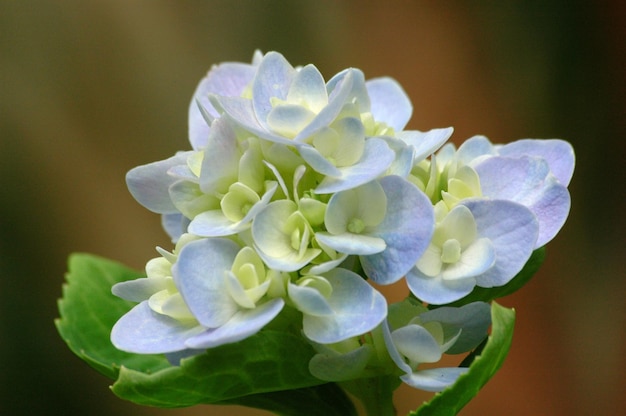 Primer plano de hermosas flores de Hortensia sobre un fondo borroso