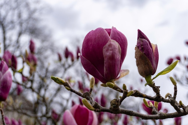 Primer plano de hermosas flores de magnolia de primavera en una rama de árbol con enfoque selectivo