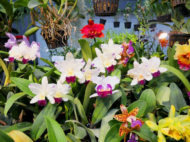 Primer plano de hermosas flores de orquídeas