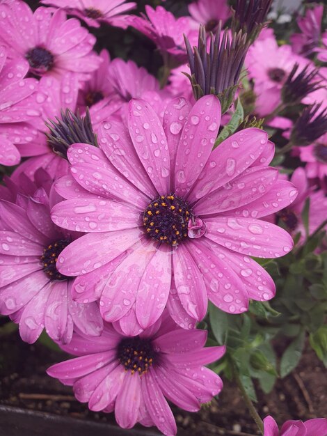 Primer plano de hermosas flores de Osteospermum púrpura con gotas de lluvia