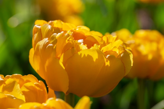 Primer plano de hermosas flores de primavera de tulipanes amarillos