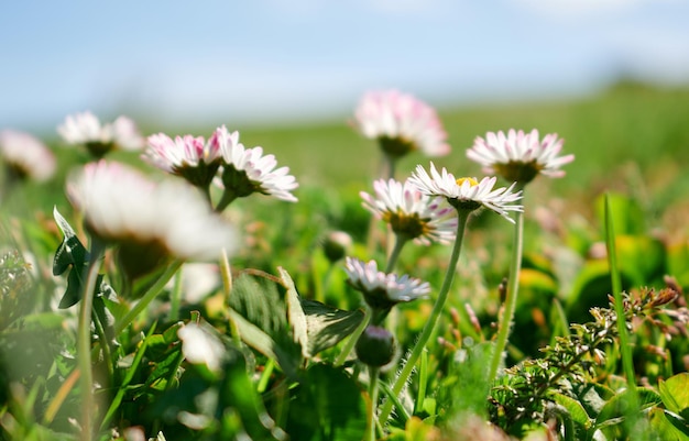 Primer plano de hermosas flores rodeadas de césped al atardecer